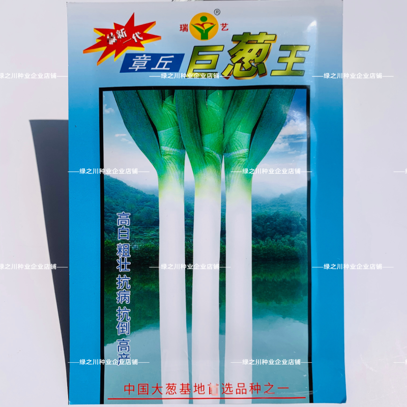山东大葱种子章丘巨葱王种子高白粗壮抗倒耐寒优良大葱种籽