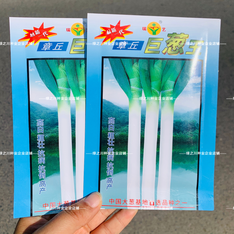 山东大葱种子章丘巨葱王种子高白粗壮抗倒耐寒优良大葱种籽