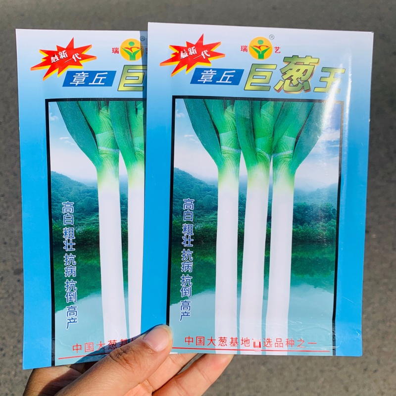 山东大葱种子章丘巨葱王种子高白粗壮抗倒耐寒优良大葱种籽