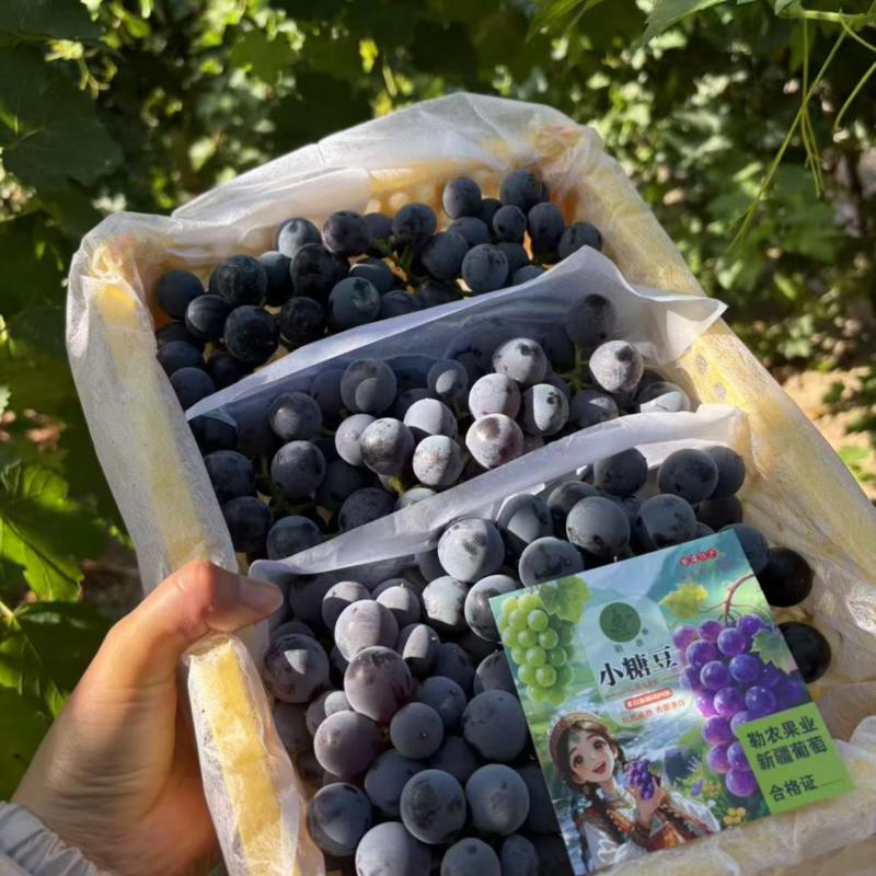新疆夏黑葡萄礼盒装/口感好脆甜/量大价优/欢迎咨询