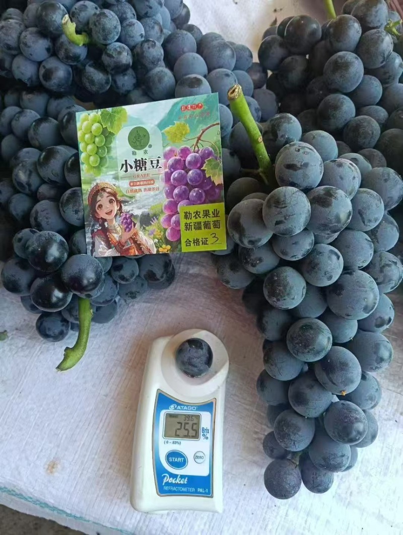 新疆夏黑葡萄礼盒装/口感好脆甜/量大价优/欢迎咨询