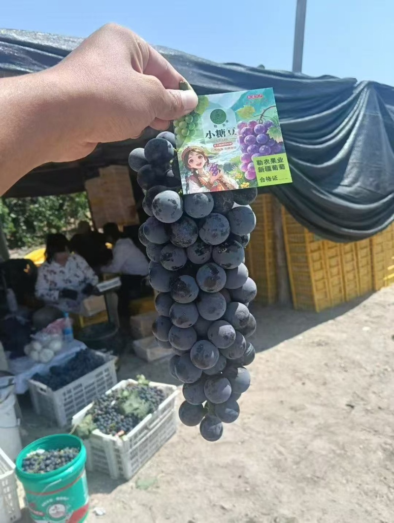 新疆夏黑葡萄礼盒装/口感好脆甜/量大价优/欢迎咨询