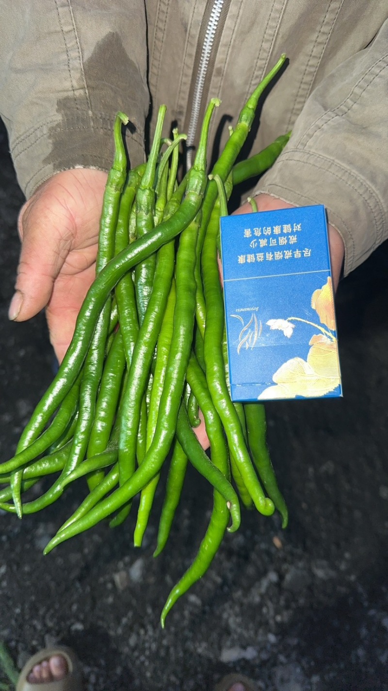线椒，黄线椒，黑线椒，二荆条，3号椒，8号椒，产地