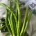 线椒，黄线椒，黑线椒，二荆条，3号椒，8号椒，产地