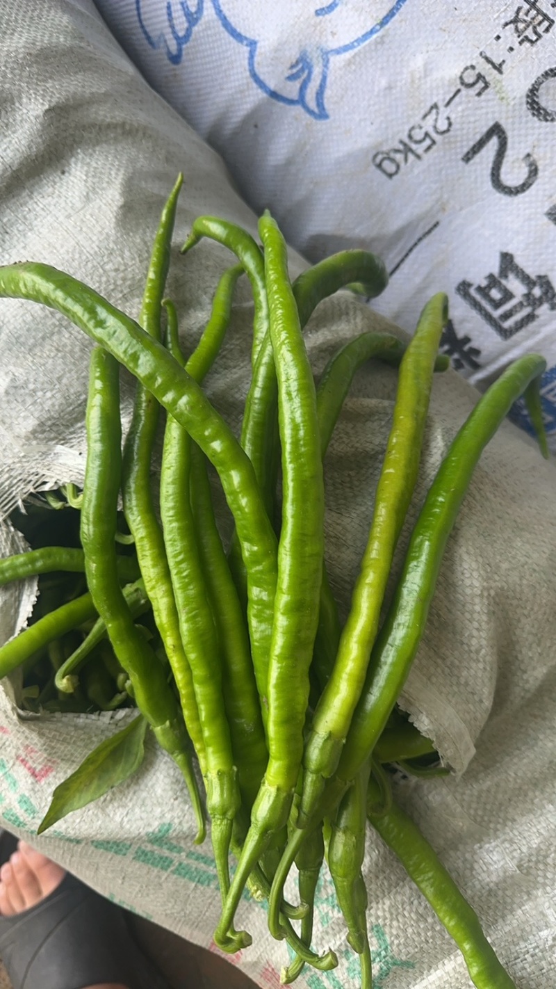 线椒，黄线椒，黑线椒，二荆条，3号椒，8号椒，产地