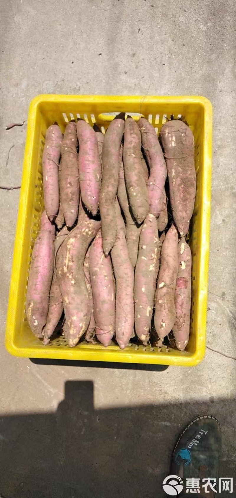 红薯板栗薯烟薯电商一件代发抖音～视频号24小时揽收发