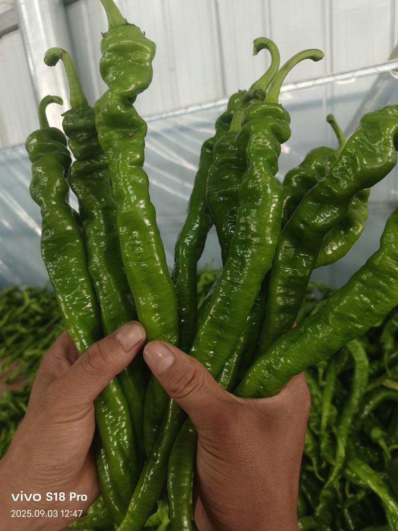 四川大凉山精品螺丝椒大量现货，有需要的老板可以联系了