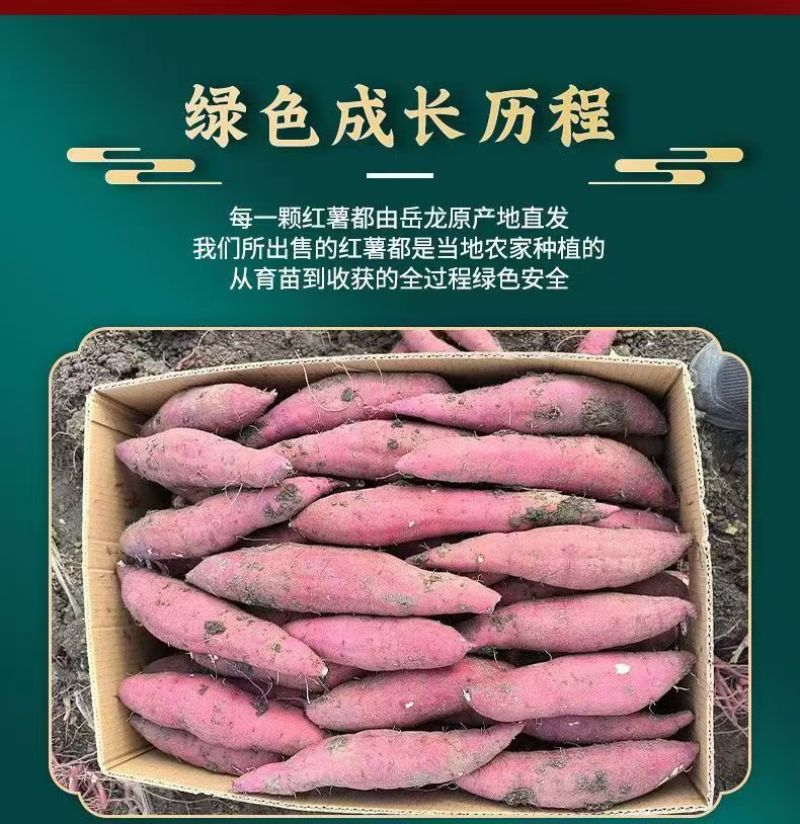 红瑶蜜薯