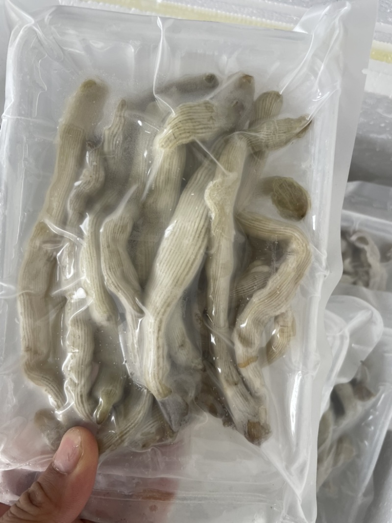 沙虫