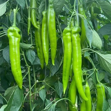 黄太极一号辣椒种子大果黄绿皮尖椒种籽中早熟长条蔬菜羊角椒