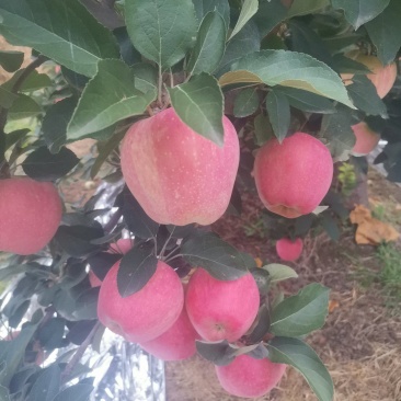 新红星苹果开始上市