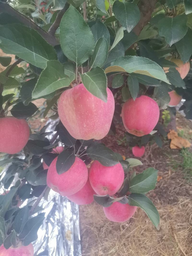新红星苹果开始上市