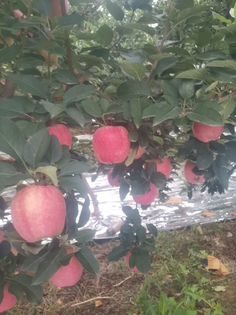 新红星苹果开始上市