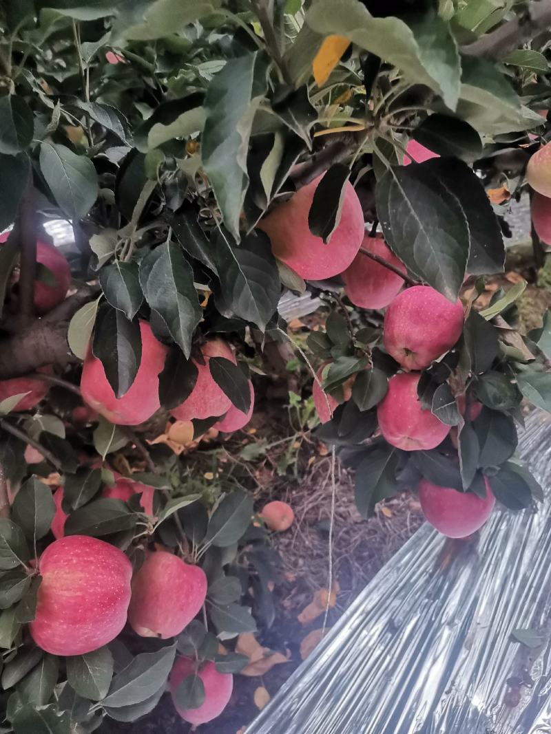新红星苹果开始上市