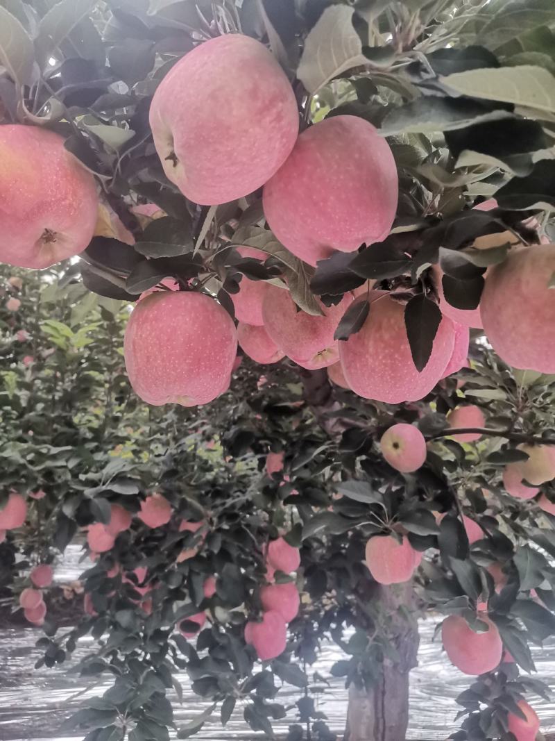 新红星苹果开始上市