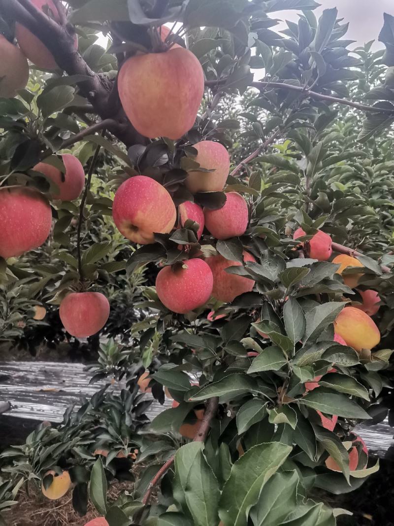 新红星苹果开始上市