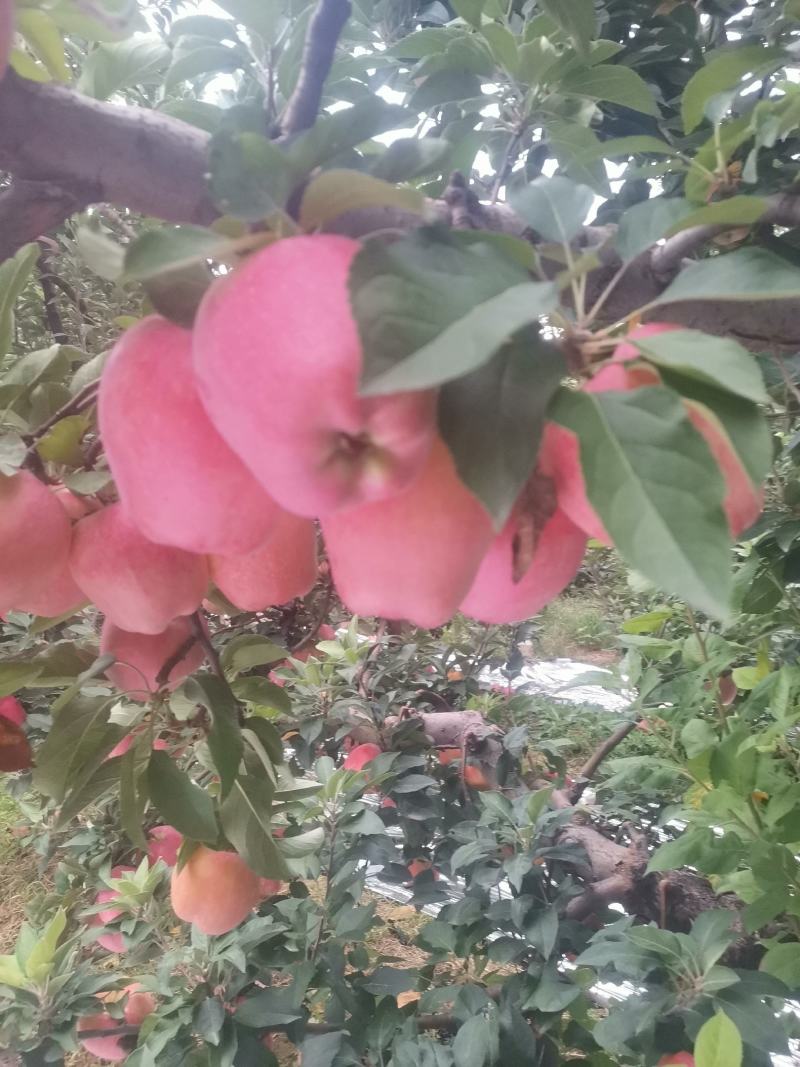 新红星苹果开始上市