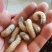 蛴螬金龟子幼虫鲜活蛴螬养殖老母虫干活现货都有