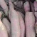 河北省隆尧县济薯26