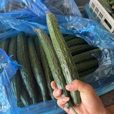 聊城青瓜