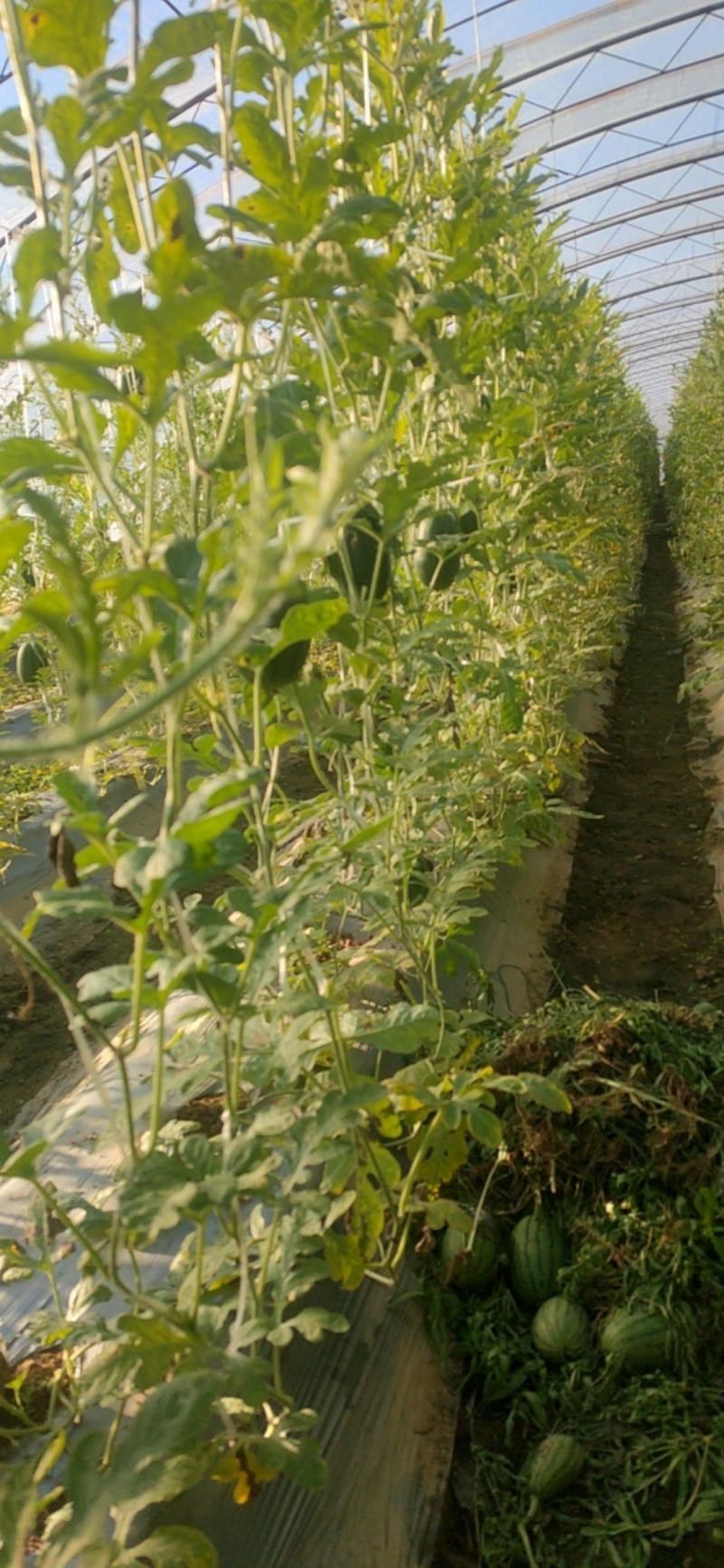 顺义区北务镇南辛庄户2k西瓜供货价格美丽