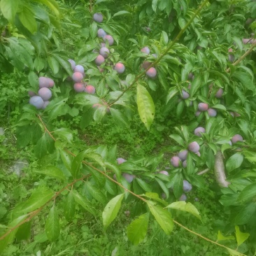 茂县脆红李。