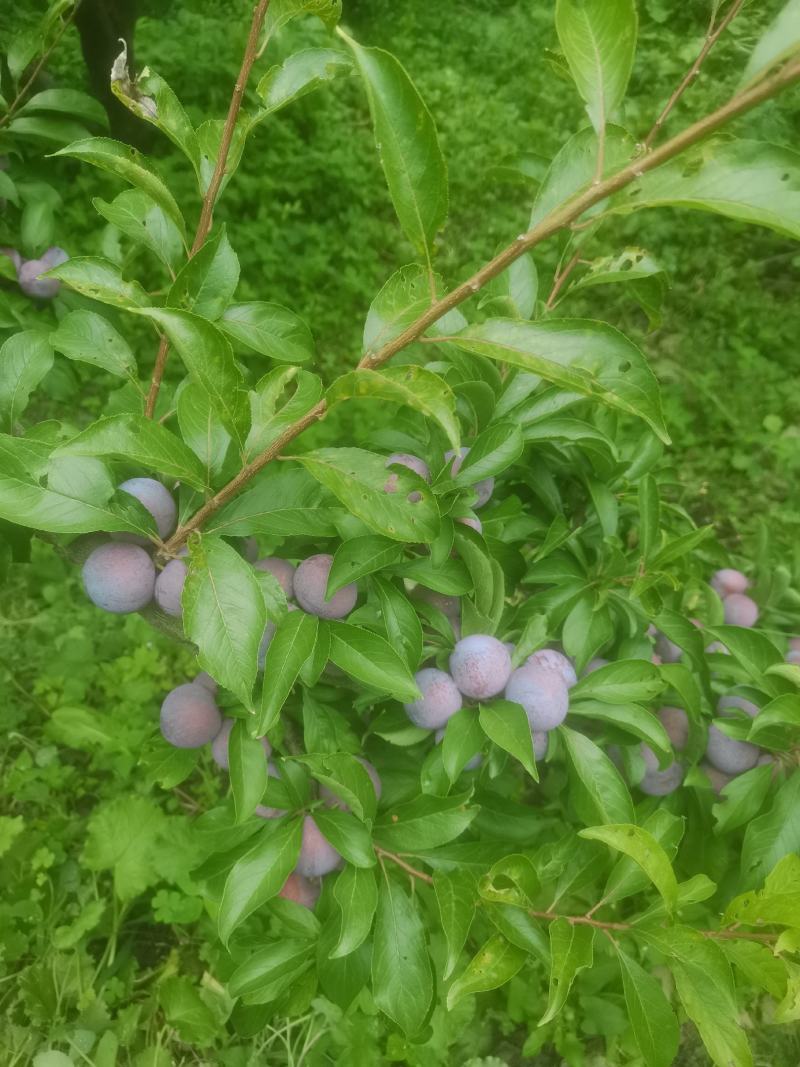 茂县脆红李。