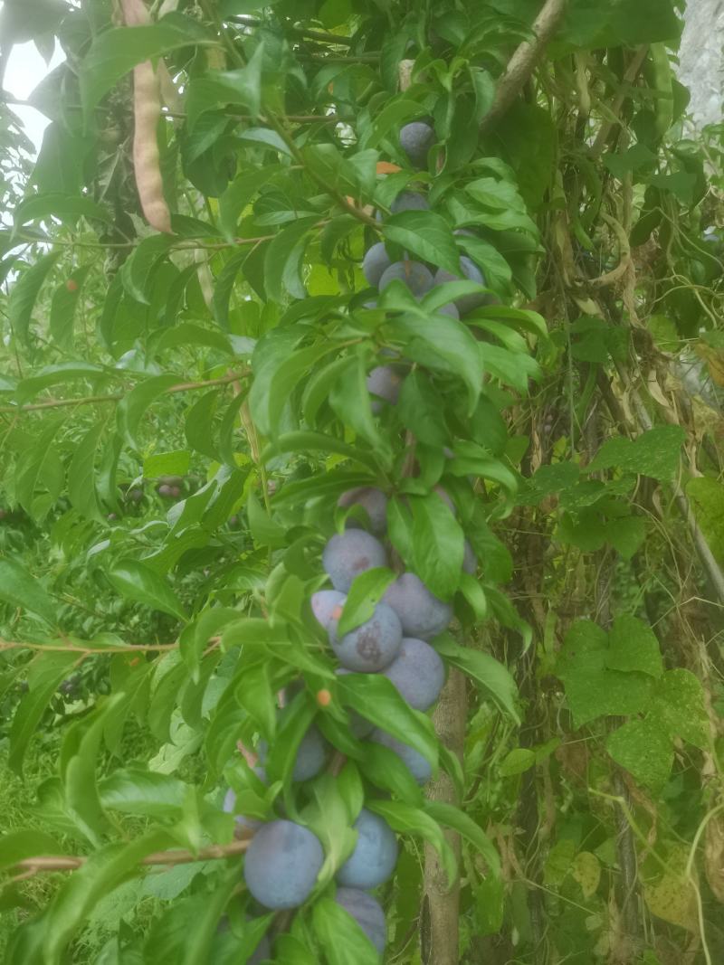 茂县脆红李。