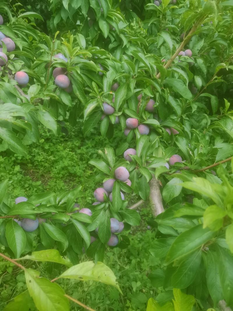 茂县脆红李。