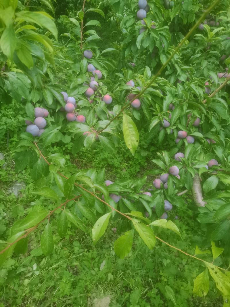 茂县脆红李。