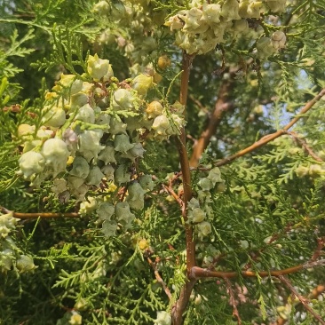 侧柏种子开始出售，颗粒饱满，见货谈价格，量大
