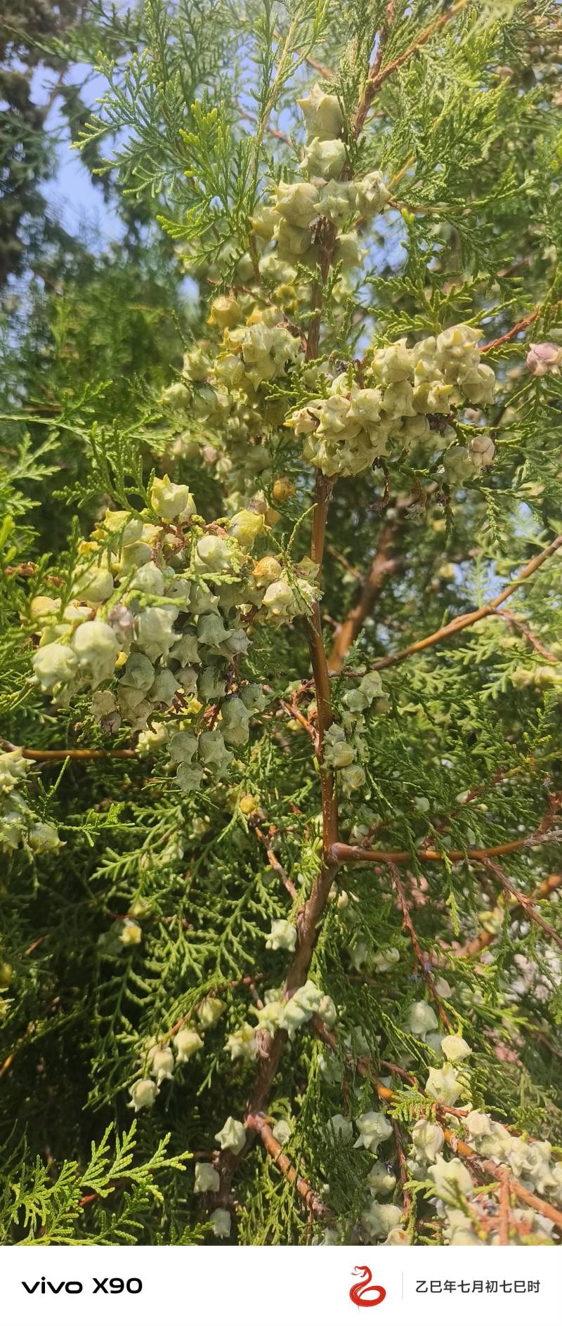 侧柏种子开始出售，颗粒饱满，见货谈价格，量大