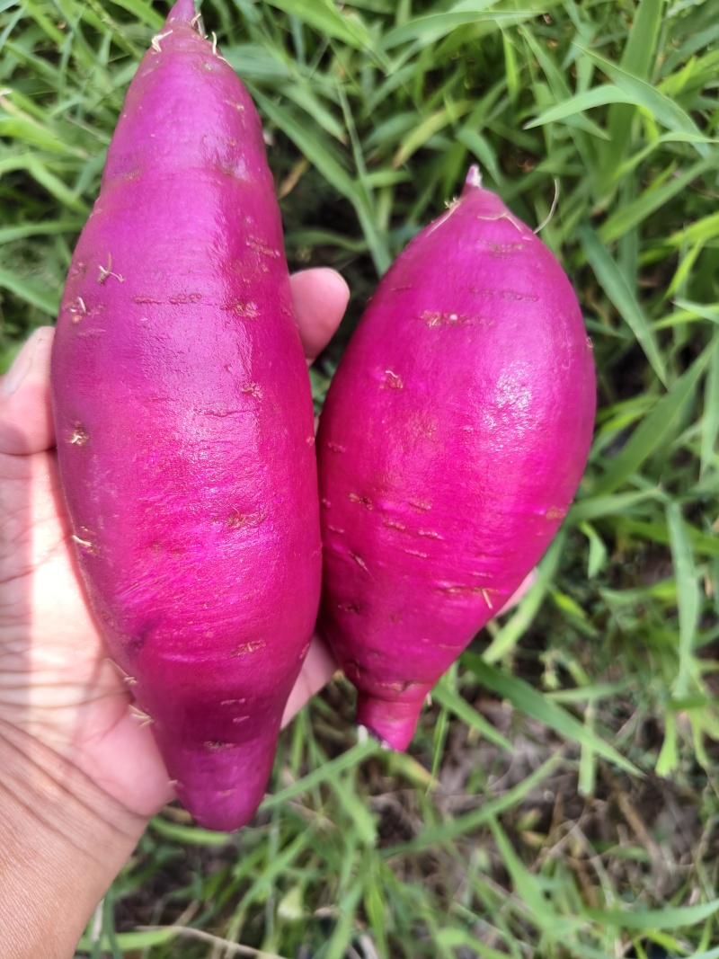 贵妃紫，丘陵沙土地，口感软糯香甜，提供各种规格包装，