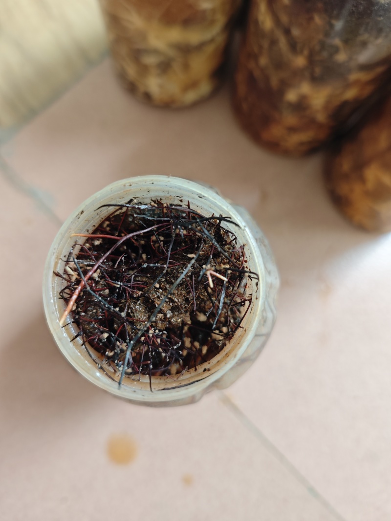 水剂蜜环菌
