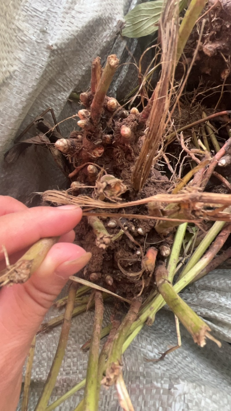 老本达白芍芽、投资低收益高👍生长周期3/4年