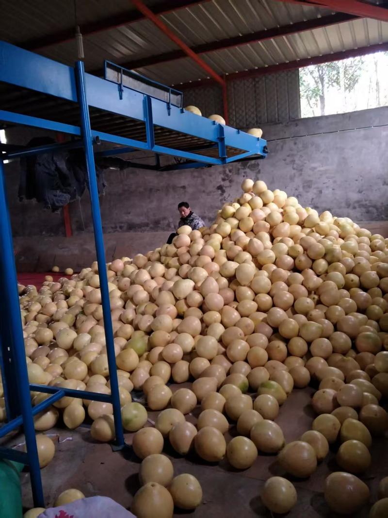 红心三红蜜柚大量上市了价格美丽品质保证一手货源