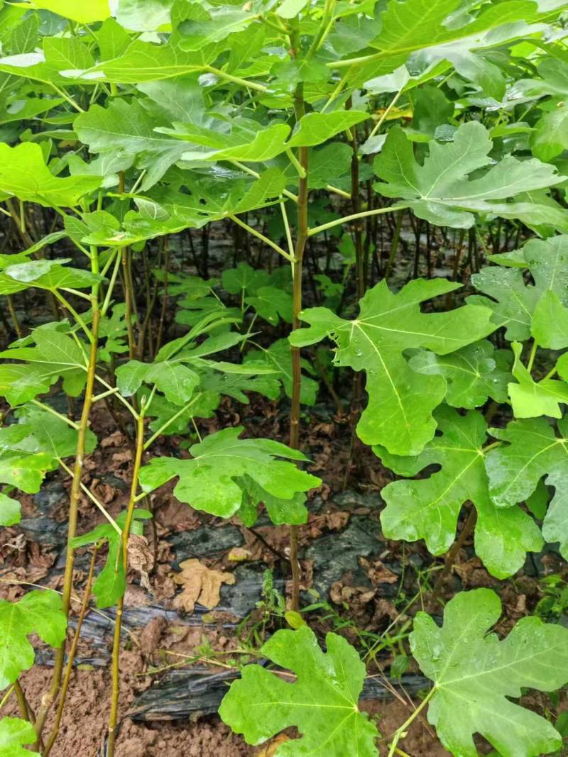 波姬红无花果树苗水果苗基地直发现挖现发保证质量