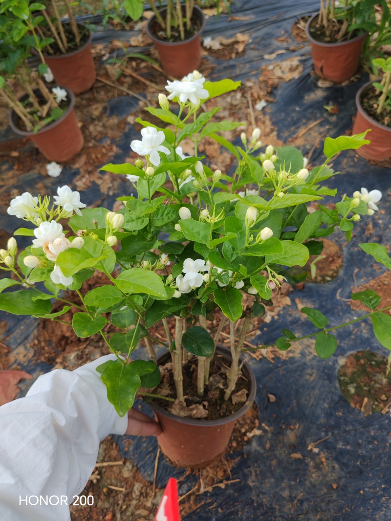 一年茉莉花盆栽苗出售