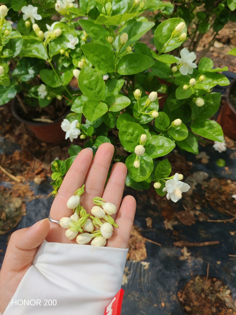 一年茉莉花盆栽苗出售