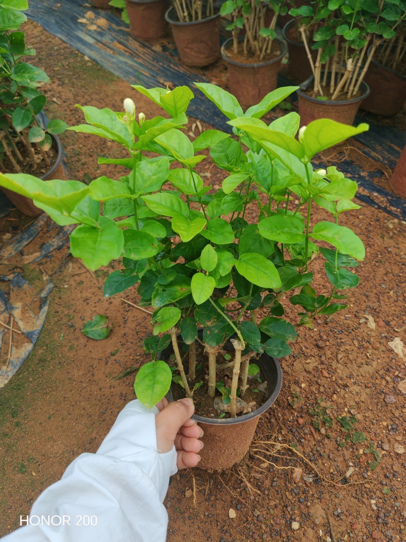 一年茉莉花盆栽苗出售