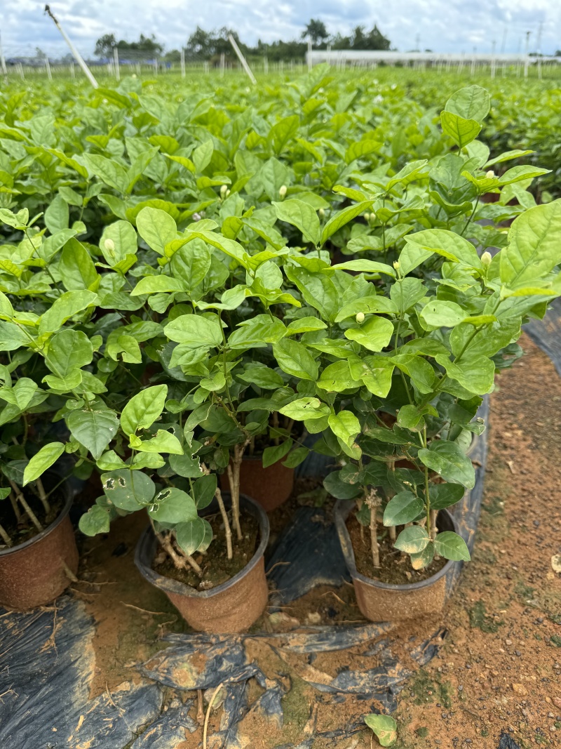 一年茉莉花盆栽苗出售