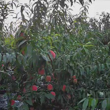 水蜜桃大量现货