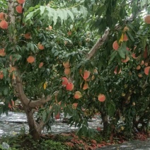 批发水蜜桃