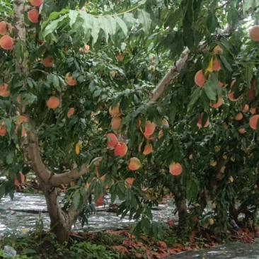 批发水蜜桃