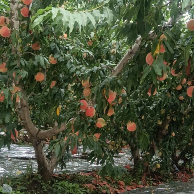 批发水蜜桃