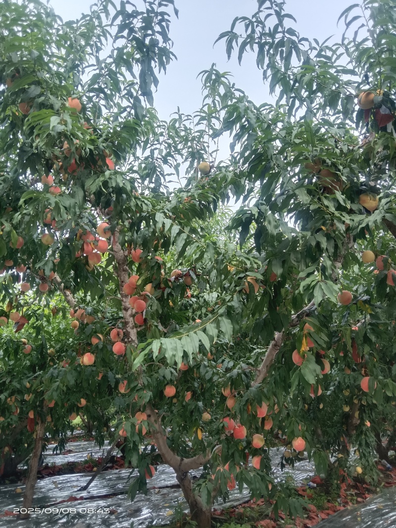 批发水蜜桃