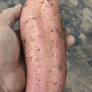 秦5板栗薯