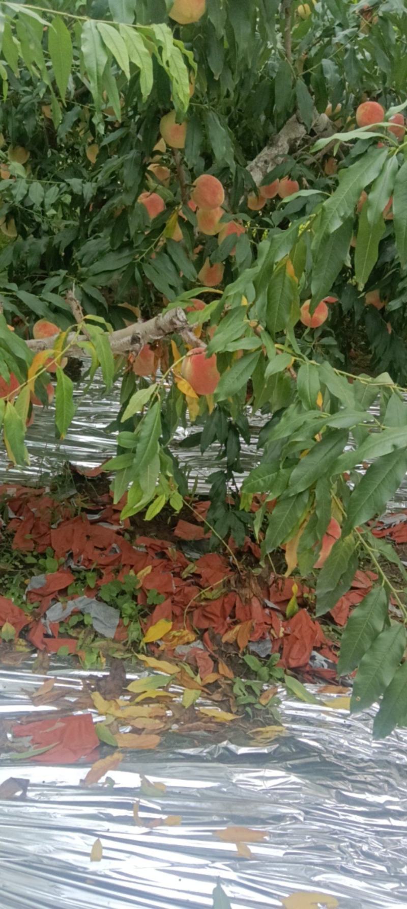 水蜜桃