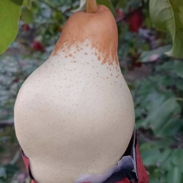 贵妃梨