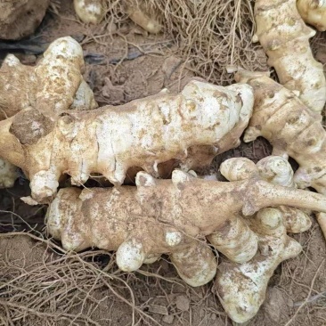 早熟洋姜上市，产地直供，量大优惠